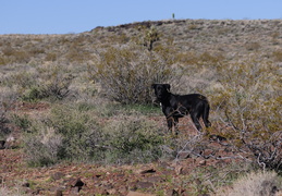 Dylan in the desert